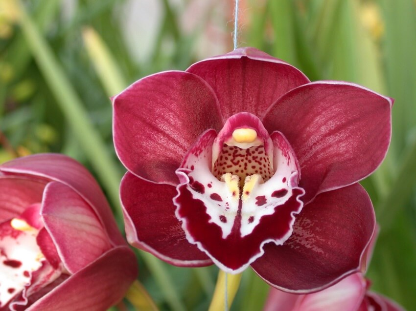 Caring for orchids