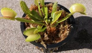Carnivorous Plant Care - Spagmoss Sphagnum Moss