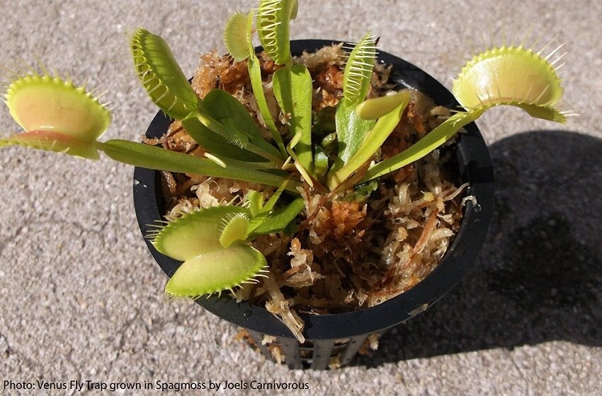 Spagmoss for Carnivorous Plants - Besgrow - At the Root of