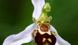 White orchid - facts about orchids