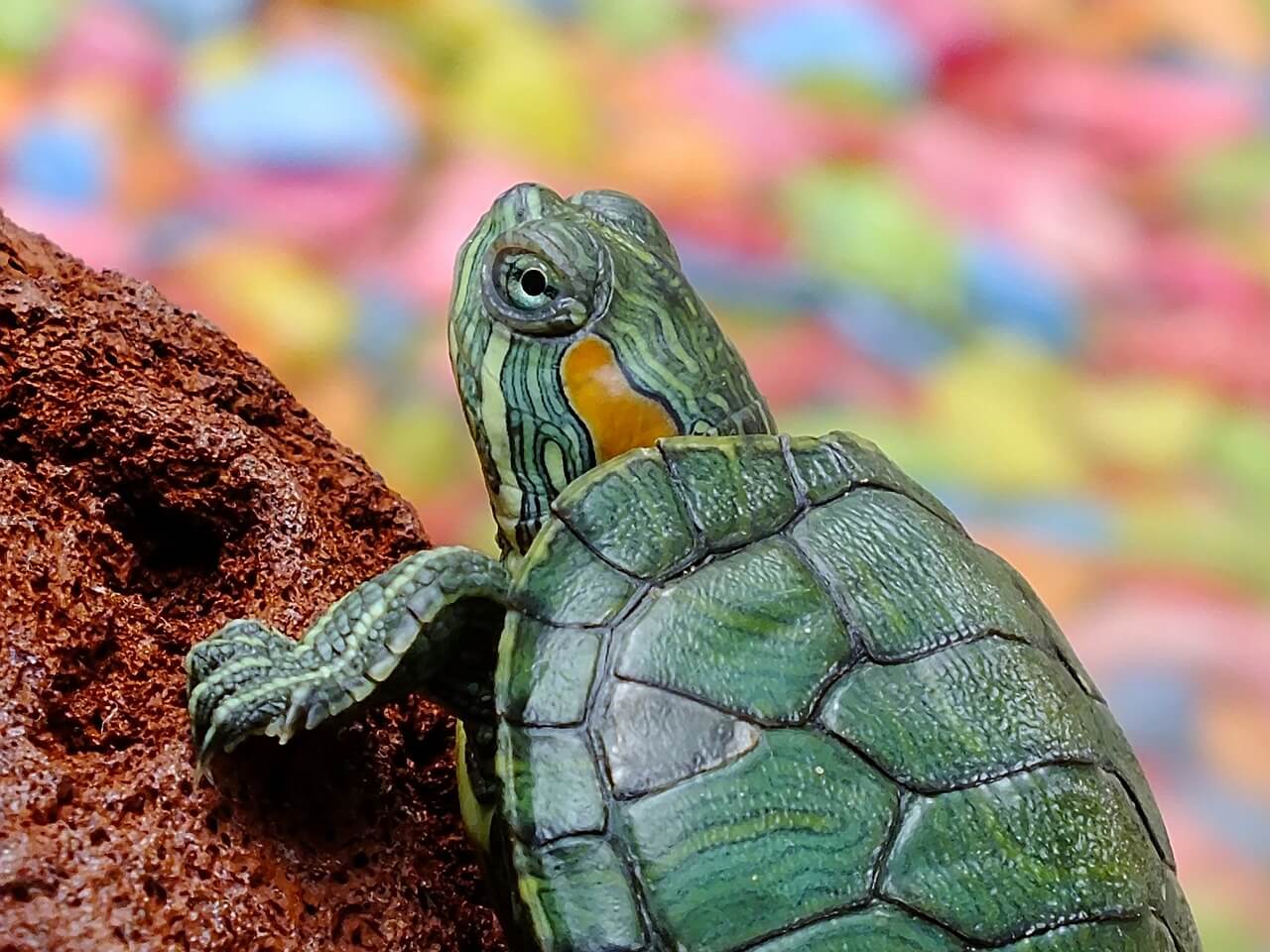 Turtle - raising reptiles and amphibians