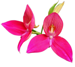 Disa orchid growing guide with Orchiata