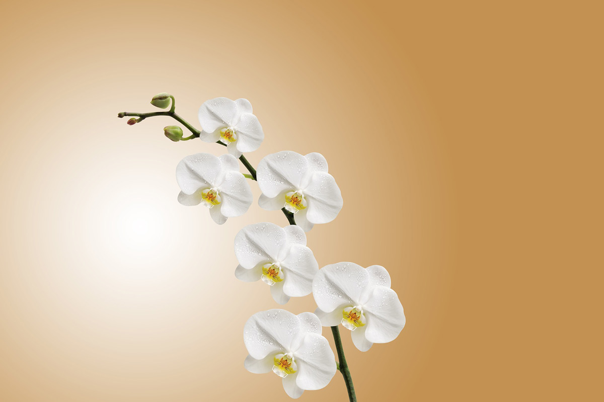 White orchid in bloom