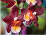 Hawk Hill Orchids