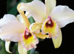 Oak Hill Orchid