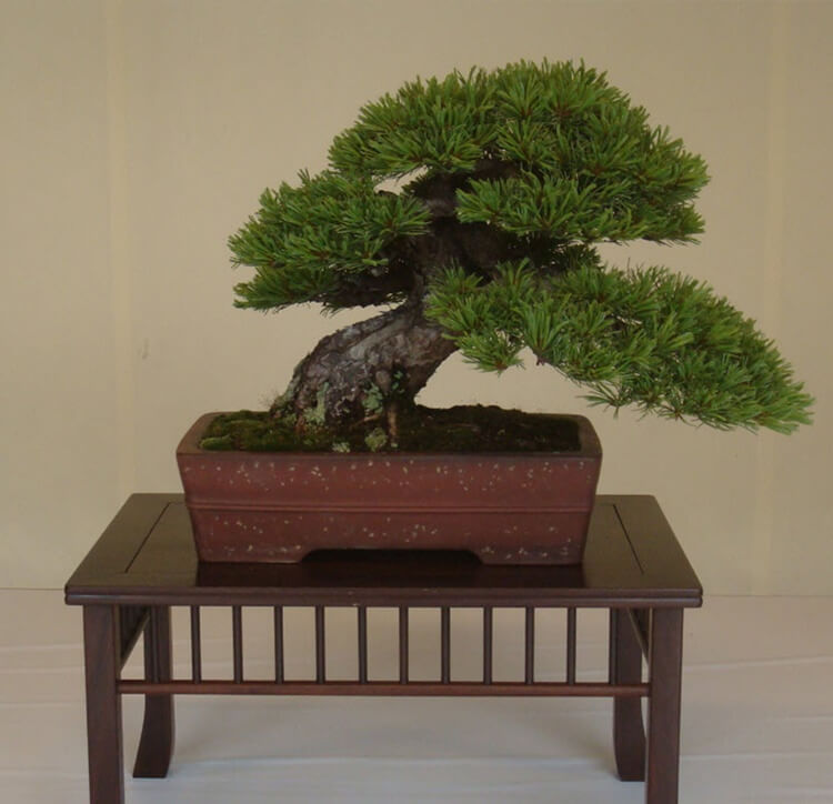 Bonsai Tree Care with Orchiata