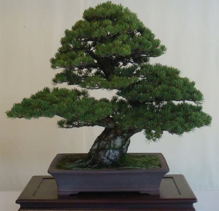 Bonsai Tree Care with Orchiata