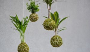 Kokedama Bonsai - Spagmoss moss balls