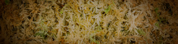 Sphagnum Moss - Spagmoss Banner