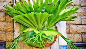 Staghorn Fern Care with Sphagnum moss
