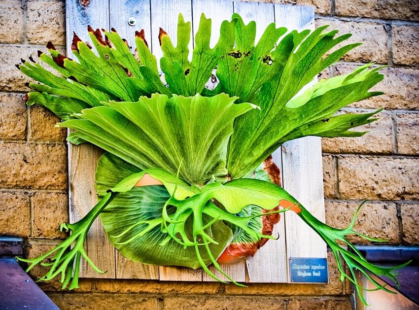 How to Grow a Wall-Mounted Staghorn Fern - Besgrow - At the Root of  Healthier Plants