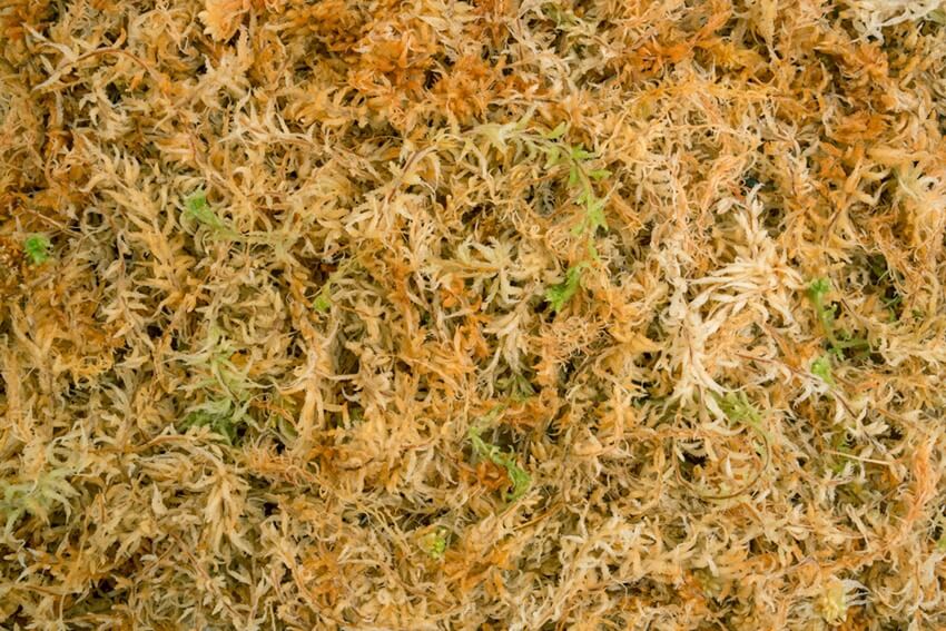 sphagnum moss - spagmoss blended