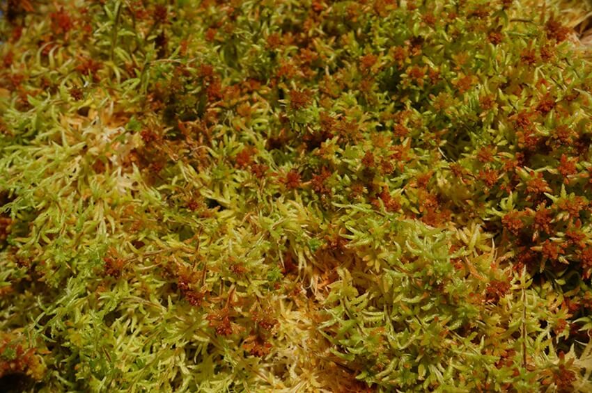 1 Kilogram Long Fiber New Zealand Sphagnum Moss - Spagmoss - GLASS