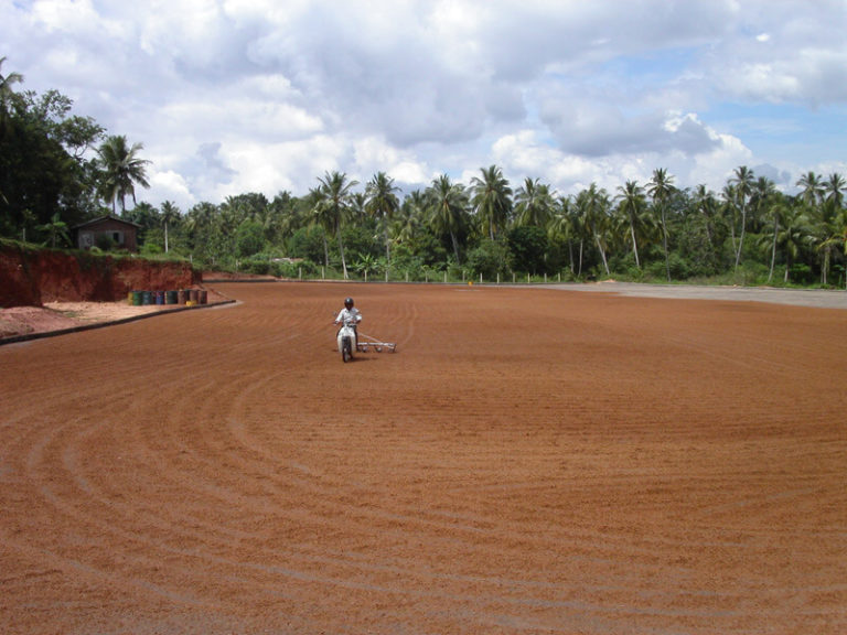 Coir Coco Coir from Coconut Husks Growing Healthy Plants Besgrow