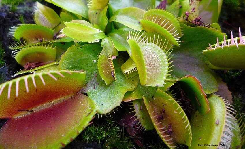 using spagmoss for carnivorous plants